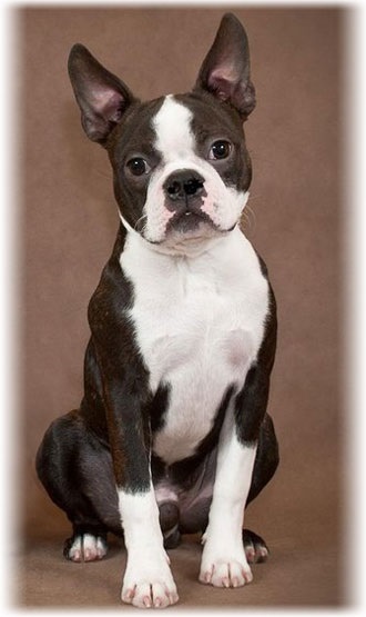 Boston Terrier fotografie pentru animale de companie, îngrijire și întreținere, boală