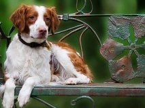 Breton Pigtail Dog