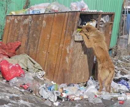 Kóbor állatok Kazahsztánban könnyebb sterilizálni, mint lő - Caravan, Lakókocsi