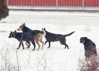 Animalele în Kazahstan sunt mai ușor de sterilizat decât de a trage - caravană, caravană