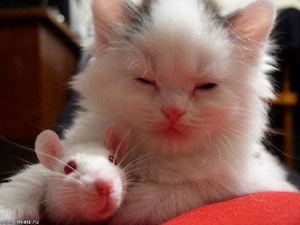 Macska-galéria - kotoart - fényképek és képek a macskák és kiscicák