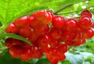 A gyógyító tulajdonságait piros Viburnum, viburnum gomba Kalinovoye olaj, női tapasztalat