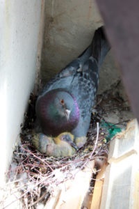 Чим годувати голубів - раціон, потреби в поживних речовинах