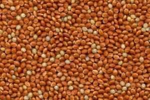 Mi a takarmány galambok - diéta, tápanyag-szükséglet (feed) Mi a takarmány galambok - diéta, tápanyag-szükséglet