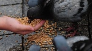 Чим годувати голубів - раціон, потреби в поживних речовинах