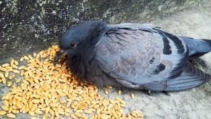Mi a takarmány galambok - diéta, tápanyag-szükséglet (galamb) Mi a takarmány galambok - diéta, tápanyag-szükséglet