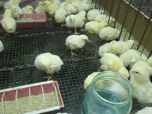 Чим годувати і як доглядати за курчатами бройлерів в домашніх пташниках
