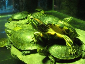 Turtle cele mai vechi reptile