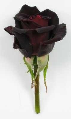 чорні троянди