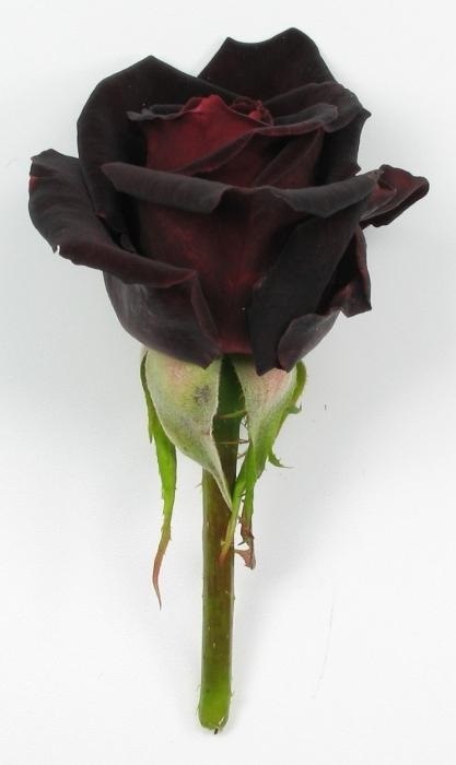 Trandafirii negri - un cadou de la crescători
