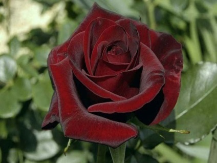 Fekete rózsák - típusa és leírása Rose