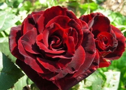 Черно рози - вид и описание на розата