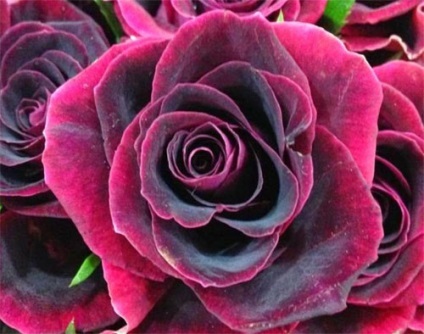 Fekete rózsák - típusa és leírása Rose