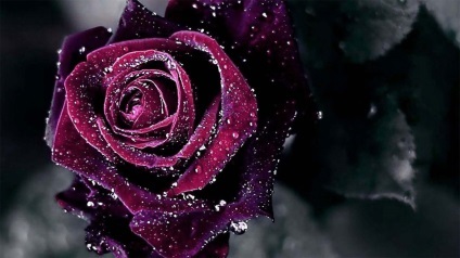 Trandafiri negri - soiuri și descrieri, despre trandafir