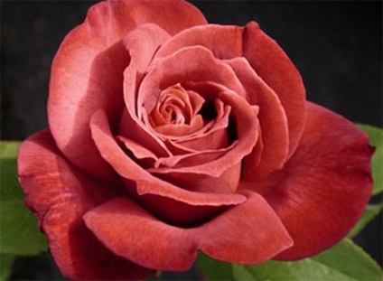 Чорні троянди - сорту і опису, про троянду