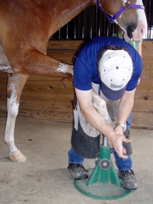 Mi van, ha a ló elkezdett sántítani fehérorosz portál állatorvosok és állatbarátok