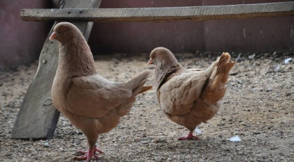 Ce mănâncă porumbeii - informații despre sate
