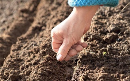 Ce poate fi plantat și plantat în grădină în toamnă