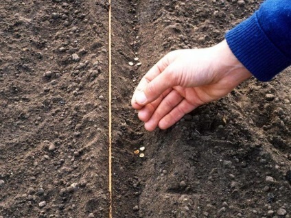 Ce poate fi plantat și plantat în grădină în toamnă