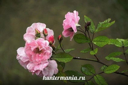 Що таке ідеальна дача, huntermania