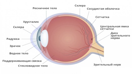 Care este retina ochiului?