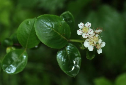 Какво е sorbaroniya