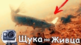 Що коїться під водою в бесклевье