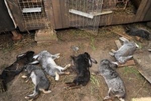Chupacabra continuă să ucidă iepurii