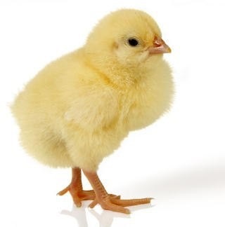 Csirkék mielőtt kikelt fontosságát közmondások, példák használat, erkölcs