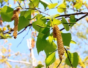 Cistita la femei tratamentul eficient al modurilor folclorice ale bolii