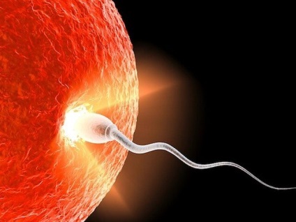 Câte spermatozoizi trăiesc în aer în corpul uterin, durata vieții în cifre