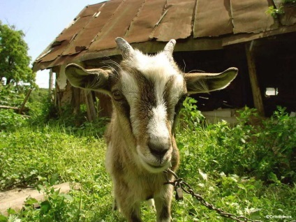 Videoclipul lui Goat