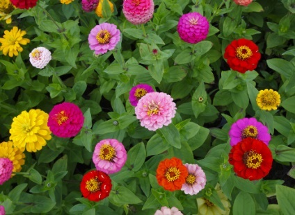 Grădină de flori de lucru sezonier în septembrie pe
