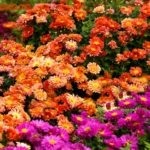 Grădină de flori în septembrie - dacha vieneză