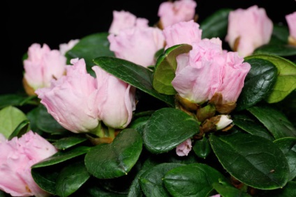 Azalee floare cum să aibă grijă acasă - fotografie, transplant, după înflorire