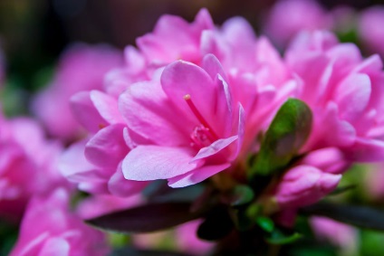 Квітка азалія як доглядати в домашніх умовах - фото, пересадка, після цвітіння