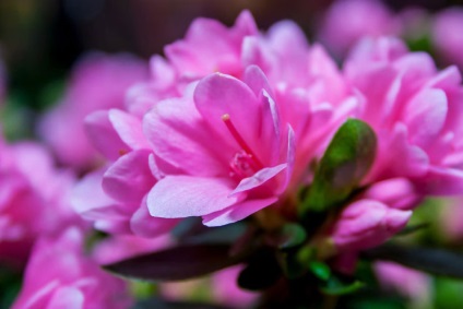 Azalea virág, hogyan kell gondoskodni otthon - fénykép transzplantáció virágzás után