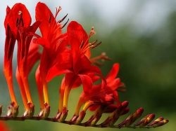 Flori Chineză gladiolus fotografie de plantare și de îngrijire - ecran-șir - înregistrare femei online