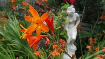 Flori Chineză gladiolus fotografie de plantare și de îngrijire - ecran-șir - înregistrare femei online