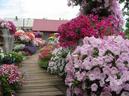 Floarea de flori înflorită din primăvară până în toamnă