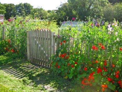 Floarea de flori înflorită din primăvară până în toamnă