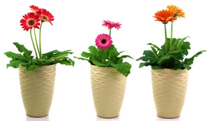 Plantele cu flori în creștere, întreținere și îngrijire