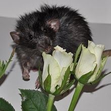 dekoratív patkányok