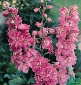 Delphinium reproduceri de plantare, toate despre plante