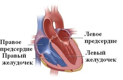 Dysfuncția diastolică a tipului ventriculului stâng 1 - ce este și cum trebuie tratată