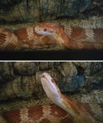 Animale de companie înainte și după ce au fost lăudate (24 fotografii)