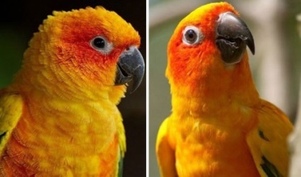 Animale de companie înainte și după ce au fost lăudate (24 fotografii)