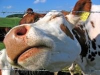 Vacă, vaci, canal digestiv, stomac, vaca, taur, pășune, cavitate bucală,