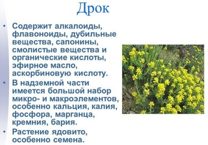 Дрок фарбувальний лікувальні властивості рослини і протипоказання