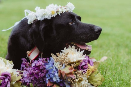 Prieteni până la moarte, câinele mort a durat până la sfârșit, pentru a participa la nuntă